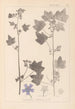 Herbier de la flore française Pl0046 - Louis Antoine Cusin — Ansicht des Kunstwerks
