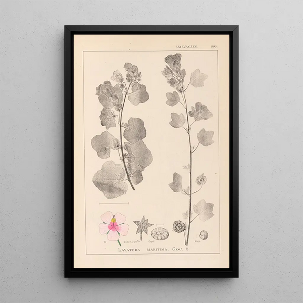 Louis Antoine Cusin - Herbier de la flore franaise Pl0048.webp