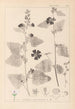 Herbier de la flore française Pl0051 - Louis Antoine Cusin — Ansicht des Kunstwerks