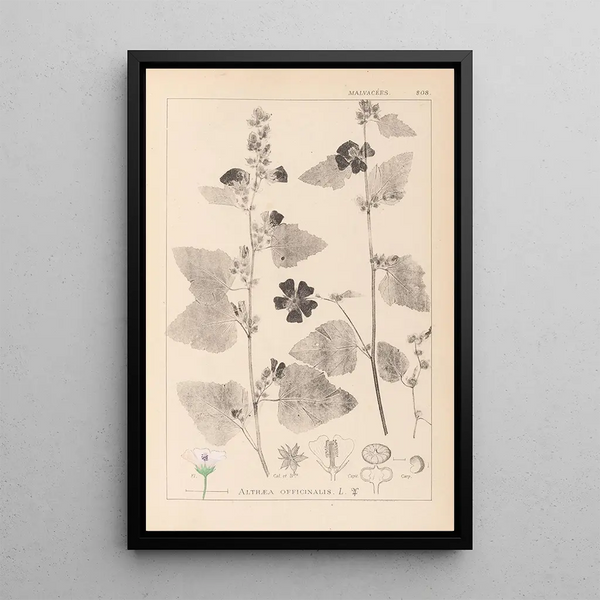 Louis Antoine Cusin - Herbier de la flore franaise Pl0051.webp