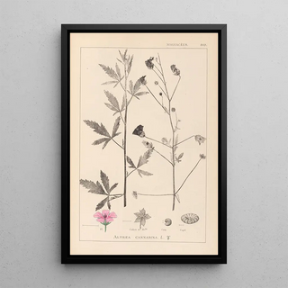 Louis Antoine Cusin - Herbier de la flore franaise Pl0052.webp