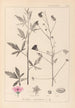 Herbier de la flore française Pl0052 - Louis Antoine Cusin — Ansicht des Kunstwerks