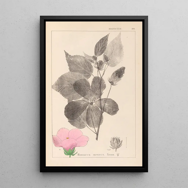 Louis Antoine Cusin - Herbier de la flore franaise Pl0055.webp