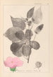 Herbier de la flore française Pl0055 - Louis Antoine Cusin — Ansicht des Kunstwerks