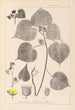 Herbier de la flore française Pl0056 - Louis Antoine Cusin — Ansicht des Kunstwerks