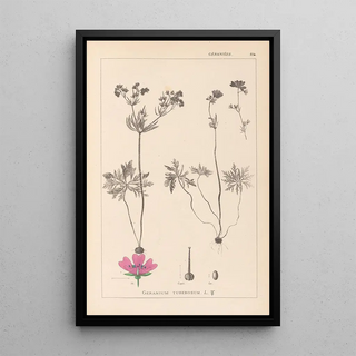 Louis Antoine Cusin - Herbier de la flore franaise Pl0057.webp