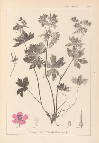 Louis Antoine Cusin - Herbier de la flore franaise Pl0059.webp