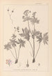 Herbier de la flore française Pl0060 - Louis Antoine Cusin — Ansicht des Kunstwerks