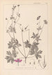 Herbier de la flore française Pl0064 - Louis Antoine Cusin — Ansicht des Kunstwerks