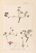 Herbier de la flore française Pl0065 - Louis Antoine Cusin — Ansicht des Kunstwerks