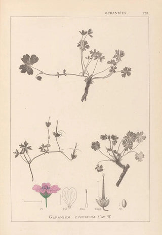 Louis Antoine Cusin - Herbier de la flore franaise Pl0065.webp