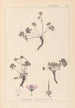 Herbier de la flore française Pl0066 - Louis Antoine Cusin — Ansicht des Kunstwerks