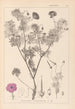 Herbier de la flore française Pl0067 - Louis Antoine Cusin — Ansicht des Kunstwerks