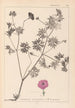 Herbier de la flore française Pl0068 - Louis Antoine Cusin — Ansicht des Kunstwerks