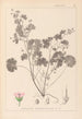 Herbier de la flore française Pl0074 - Louis Antoine Cusin — Ansicht des Kunstwerks