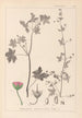 Herbier de la flore française Pl0075 - Louis Antoine Cusin — Ansicht des Kunstwerks