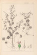 Herbier de la flore française Pl0076 - Louis Antoine Cusin — Ansicht des Kunstwerks