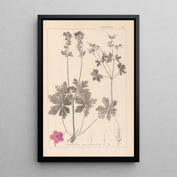Louis Antoine Cusin - Herbier de la flore franaise Pl0077.webp