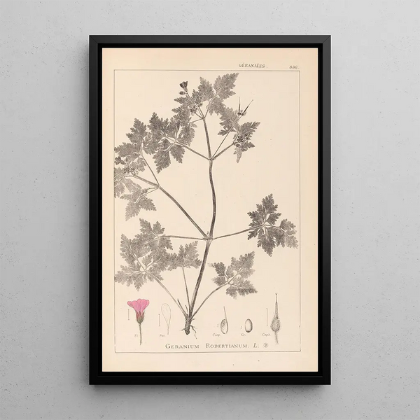 Louis Antoine Cusin - Herbier de la flore franaise Pl0078.webp