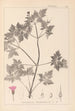 Herbier de la flore française Pl0078 - Louis Antoine Cusin — Ansicht des Kunstwerks