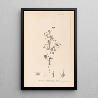 Louis Antoine Cusin - Herbier de la flore franaise Pl0080.webp