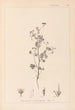 Herbier de la flore française Pl0080 - Louis Antoine Cusin — Ansicht des Kunstwerks