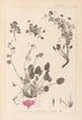 Herbier de la flore française Pl0082 - Louis Antoine Cusin — Ansicht des Kunstwerks