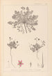 Herbier de la flore française Pl0090 - Louis Antoine Cusin — Ansicht des Kunstwerks