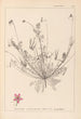 Herbier de la flore française Pl0091 - Louis Antoine Cusin — Ansicht des Kunstwerks