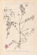 Herbier de la flore française Pl0092 - Louis Antoine Cusin — Ansicht des Kunstwerks