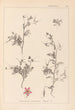 Herbier de la flore française Pl0093 - Louis Antoine Cusin — Ansicht des Kunstwerks