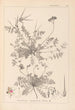 Herbier de la flore française Pl0094 - Louis Antoine Cusin — Ansicht des Kunstwerks