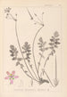 Herbier de la flore française Pl0095 - Louis Antoine Cusin — Ansicht des Kunstwerks