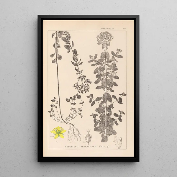 Louis Antoine Cusin - Herbier de la flore franaise Pl0101.webp