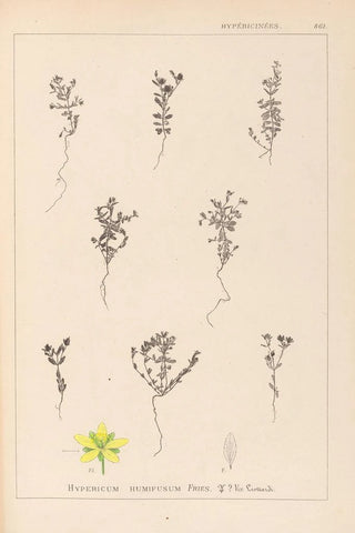Louis Antoine Cusin - Herbier de la flore franaise Pl0103.webp