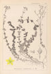 Herbier de la flore française Pl0106 - Louis Antoine Cusin — Ansicht des Kunstwerks