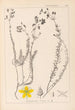 Herbier de la flore française Pl0107 - Louis Antoine Cusin — Ansicht des Kunstwerks