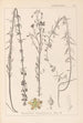 Herbier de la flore française Pl0108 - Louis Antoine Cusin — Ansicht des Kunstwerks