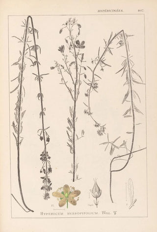 Louis Antoine Cusin - Herbier de la flore franaise Pl0108.webp