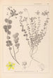Herbier de la flore française Pl0110 - Louis Antoine Cusin — Ansicht des Kunstwerks