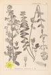 Herbier de la flore française Pl0111 - Louis Antoine Cusin — Ansicht des Kunstwerks