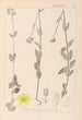 Herbier de la flore française Pl0112 - Louis Antoine Cusin — Ansicht des Kunstwerks