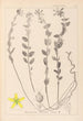 Herbier de la flore française Pl0114 - Louis Antoine Cusin — Ansicht des Kunstwerks