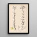Herbier de la flore française Pl0115 - Louis Antoine Cusin — gerahmtes Bild an der Wand