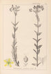 Herbier de la flore française Pl0115 - Louis Antoine Cusin — Ansicht des Kunstwerks