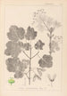 Herbier de la flore française Pl0120 - Louis Antoine Cusin — Ansicht des Kunstwerks