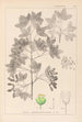 Herbier de la flore française Pl0121 - Louis Antoine Cusin — Ansicht des Kunstwerks