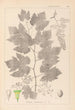 Herbier de la flore française Pl0124 - Louis Antoine Cusin — Ansicht des Kunstwerks