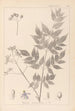 Herbier de la flore française Pl0126 - Louis Antoine Cusin — Ansicht des Kunstwerks