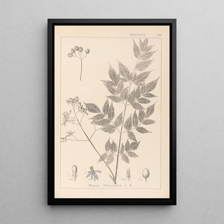 Louis Antoine Cusin - Herbier de la flore franaise Pl0126.webp
